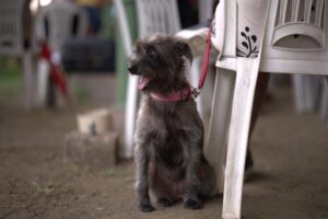 Agendamento para mutirão de castração gratuita inicia nesta sexta (17) na zona Leste de Manaus