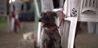 Cão Divulgação Sepet