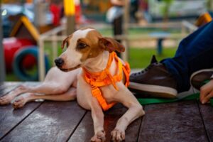 Cães resgatados estarão disponíveis para adoção neste sábado (4), em Manaus