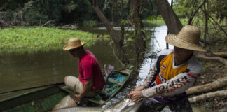 Governo do Amazonas garante direito ao seguro defeso de mil pescadores com ampliação de prazo para emissão da nova CIN Arquivo Secom ()