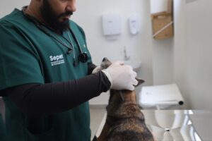 Hospital Público Veterinário do Amazonas oferece urgência, internação e exames como raio-x, ultrassom e hemograma