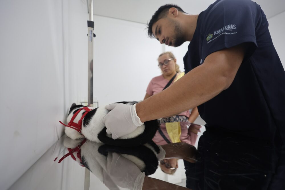 Secom Primeiro Dia Hospital Público Veterinário Foto Mauro Neto Secom () Secom Primeiro Dia Hospital Público Veterinário Foto Mauro Neto Secom ()