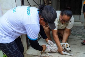 Vacinação contra a raiva em cães e gatos tem três pontos fixos e visitas domiciliares em Manaus