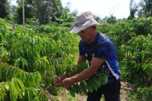 Entrega da AM-010 impulsiona escoamento de abacaxi, mandioca, laranja e café