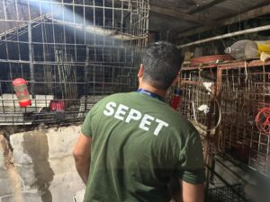 Sepet fecha canil clandestino com cães doentes e resgata gatos, galinhas, codornas, periquito e coelho