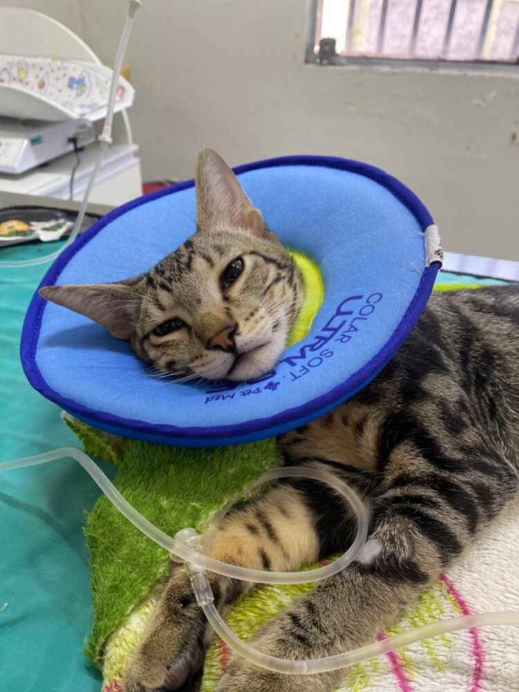 Castração salva vidas: veterinária alerta sobre riscosgraves para gatos não castrados