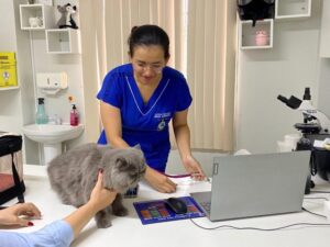 Castração salva vidas: veterinária alerta sobre riscos graves para gatos não castrados