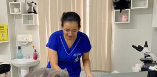 Castração salva vidas: veterinária alerta sobre riscos graves para gatos não castrados