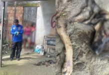 Mulher é presa em Manaus por maus-tratos a dois cães; um deles estava desnutrido e com feridas graves