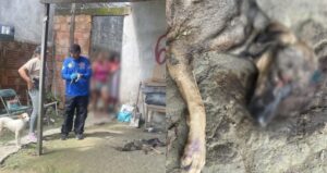 Mulher é presa em Manaus por maus-tratos a dois cães; um deles estava desnutrido e com feridas graves