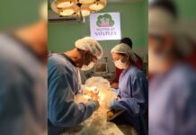 Novembro Azul Pet: A importância da castração para a saúde dos cães e gatos machos