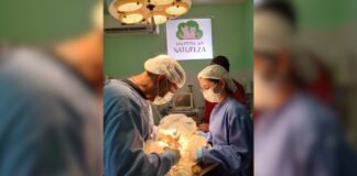 Novembro Azul Pet: A importância da castração para a saúde dos cães e gatos machos