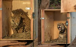 Onça-pintada resgatada no Rio Negro é devolvida à natureza em operação inédita no Amazonas