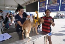 Castração gratuita terá agendamento presencial nesta sexta (19) no Educandos