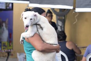 Agendamento para castração gratuita de cães e gatos ocorre nesta quarta (17) na zona Norte de Manaus