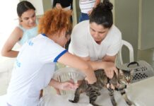 Vacinação antirrábica em Manaus segue até 29 de dezembro com 52 pontos fixos