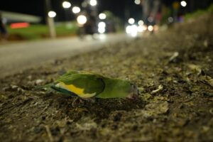 Periquitos morrem e mais de 15 ficam gravemente feridos após imprudência no trânsito de Manaus