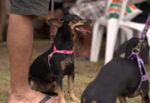 Castramóvel promove agendamento presencial nesta quarta com 120 vagas no Jorge Teixeira