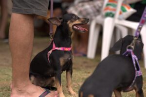 Castramóvel promove agendamento presencial nesta quarta com 120 vagas no Jorge Teixeira