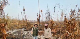 Pós-COP 30: Inovações tecnológicas e avanços em discussões de sustentabilidade se destacam como legado da conferência