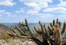 Caatinga: governo lança plano para recuperar 10 milhões de hectares degradados e frear desertificação no semiárido até 2045