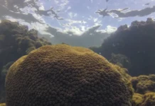 El Niño e ENOS moldam o ecossistema marinho do Atlântico e podem alterar a pesca na África e na América do Sul, aponta estudo