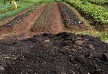 CMN amplia socorro a produtores afetados pelo clima e reajusta regras do crédito rural para preservar a agricultura brasileira