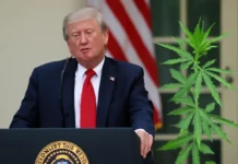 Trump anuncia que estuda decreto para reclassificar a maconha nos EUA e abrir caminho para pesquisa, crédito e menos punições