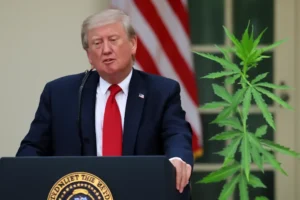 Trump anuncia que estuda decreto para reclassificar a maconha nos EUA e abrir caminho para pesquisa, crédito e menos punições