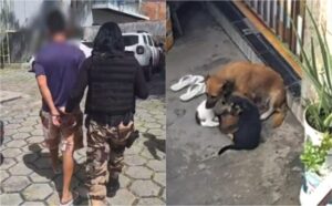Homem preso em Manaus esfregava o rosto dos cachorros no chão e deixava os animais sem água e comida