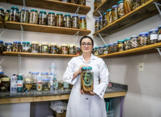 Pesquisadora do Amazonas é premiada por estudo sobre tratamento de acidentes com jararacas