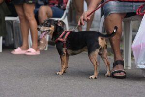 Castramóvel abre agendamento presencial na Cidade Nova nesta quarta-feira (21)