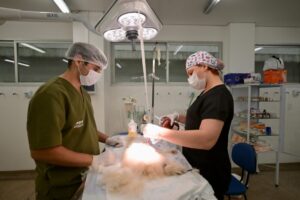 Hospital Público Veterinário do Amazonas alcança a marca de 15 mil animais atendidos em 100 dias