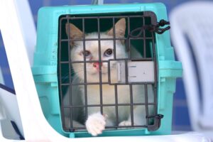 Castração gratuita de cães e gatos terá agendamento presencial nos dias 29 e 30 na zona Norte de Manaus