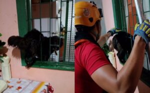 ‘Pretinha’ é resgatada por bombeiros após se assustar com trovões e ficar presa na janela