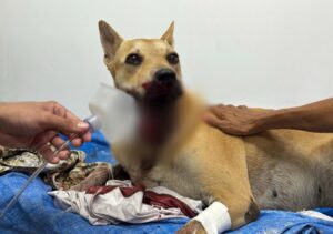 Cadela ferida por catolé no Ano Novo em Manaus estará disponível para adoção após recuperação