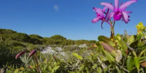 Desmatamento em Queda na Maioria dos Biomas Brasileiros em 2024, Aponta Inpe