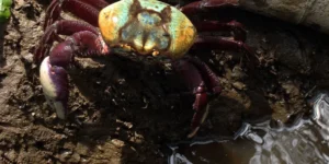 Defeso do Caranguejo-Uçá em 2026: Calendário Define Período de Proteção para Reprodução