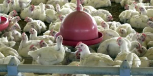 China Libera Frango Gaúcho Após Embargo de Um Ano e Meio por Doença Sanitária