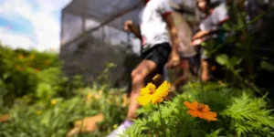 Educação Ambiental: Iniciativas Inspiradoras Promovem Conscientização e Transformação Social