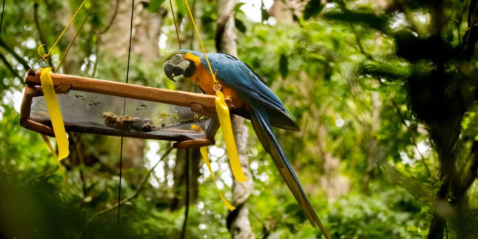 Araras-Canindés Retornam ao Parque Nacional da Tijuca em Projeto Pioneiro de Restauração Ecológica