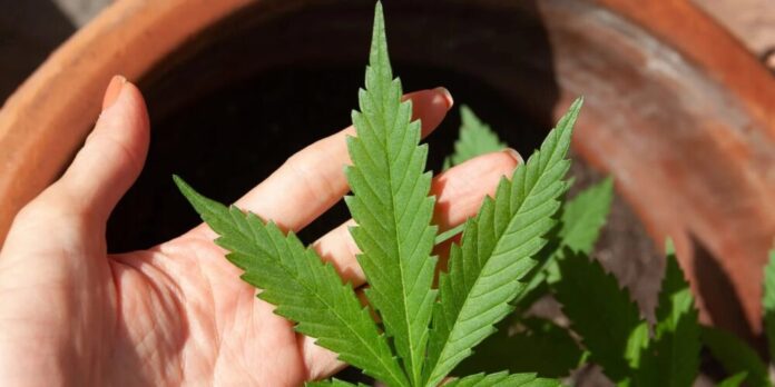 Anvisa debate nesta quarta regras para produção nacional de cannabis medicinal