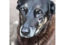 Adolescentes que torturaram e mataram o cão Orelha em Florianópolis enfrentam medidas socioeducativas