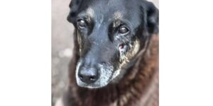 Adolescentes que torturaram e mataram o cão Orelha em Florianópolis enfrentam medidas socioeducativas