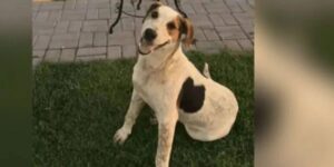 Cão comunitário Abacate é cruelmente assassinado com tiro em Toledo, Paraná; polícia investiga autoria