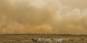 Janeiro registra o dobro de focos de calor da média histórica e acende alerta para incêndios