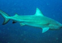 Tubarão-cabeça-chata é principal suspeito de ataque fatal a adolescente em Olinda