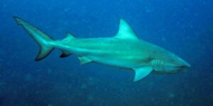 Tubarão-cabeça-chata é principal suspeito de ataque fatal a adolescente em Olinda