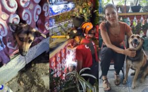 Cachorra fica com a cabeça presa em mureta e é resgatada pelos Bombeiros em Manaus