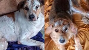 Após incêndio que destruiu casa e deixou cães feridos, campanha é realizada para ajudar família com doações